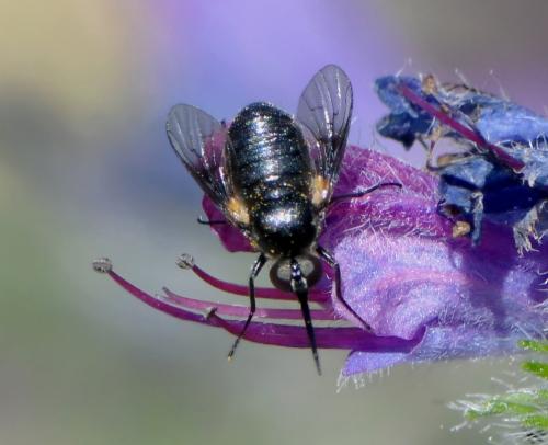 Usia sp.